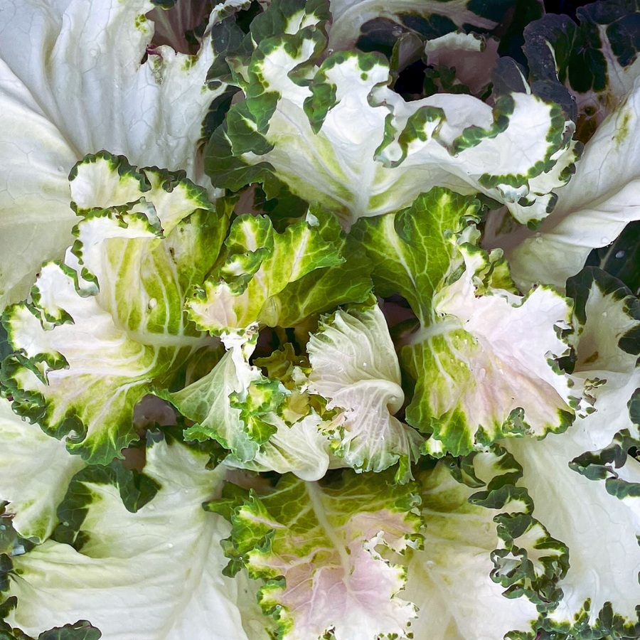 Variegated collard leaves with creamy white centers and green ruffled edges.