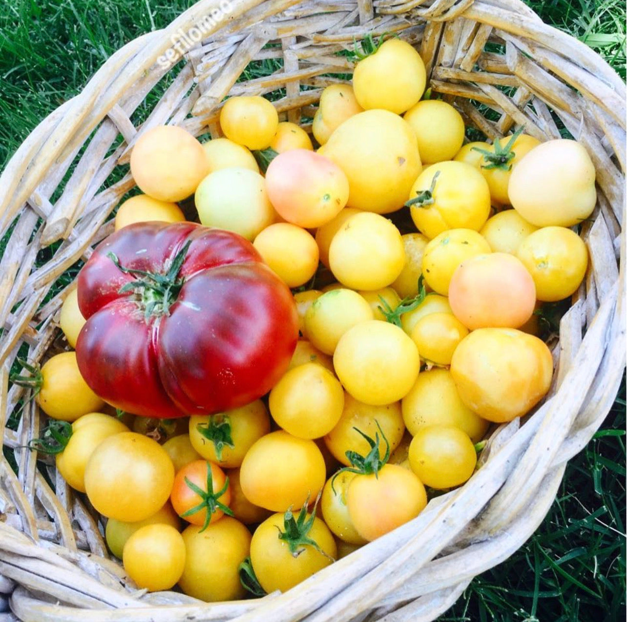 Tomatoes – Tagged 