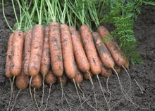 Load image into Gallery viewer, Aranka F1 Baby Carrot Seeds