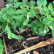 Cargar imagen en el visor de la galería, Thomas Laxton Pea Seeds - Plant and Heal