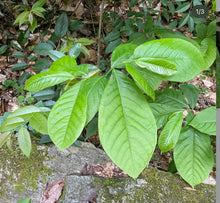 Load image into Gallery viewer, PREORDER Pawpaw Tree