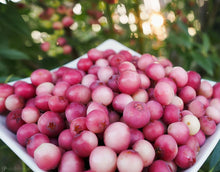 Load image into Gallery viewer, PREORDER Pink Lemonade Blueberry (Ship March 2026)