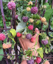 Load image into Gallery viewer, Hand holding a cluster of raspberries with a garden background