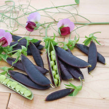 Cargar imagen en el visor de la galería, Purple Magnolia Snap Pea Seeds