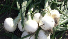 Load image into Gallery viewer, Early White Grano Onion PRR Seeds