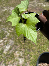 Load image into Gallery viewer, Rooted Sweet Potato Slips - Plant and Heal