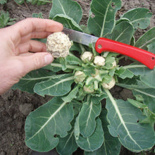 Cargar imagen en el visor de la galerÃa, Multiheading Cauliflower Seeds