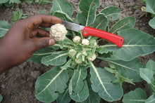 Load image into Gallery viewer, Multiheading Cauliflower Seeds