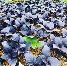 Load image into Gallery viewer, Dark Opal Basil Heirloom Seeds - Plant and Heal