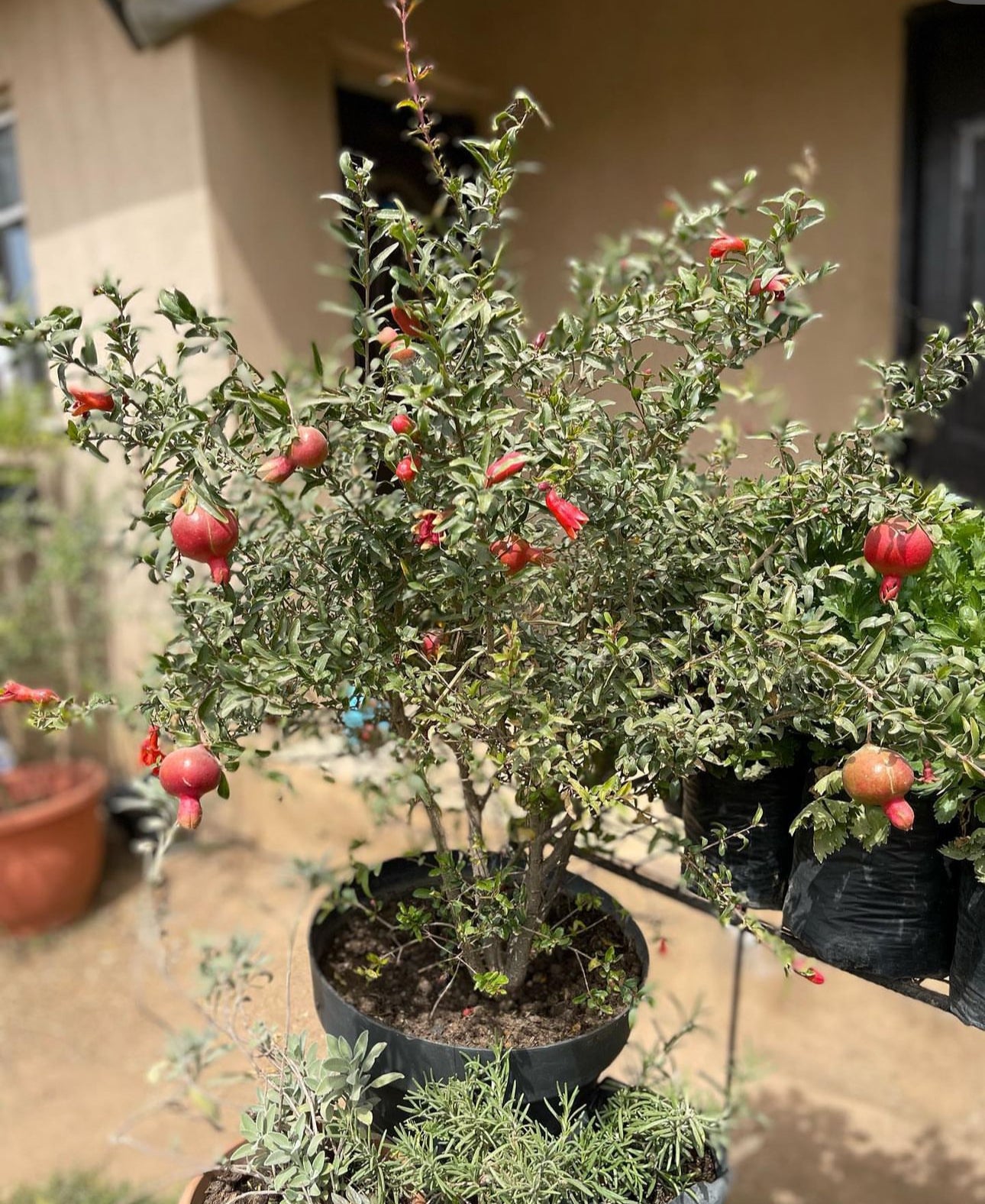 can i plant a pomegranate tree in a pot Patio Red Russian Dwarf Pomegranate Live Patio Fruit Tree