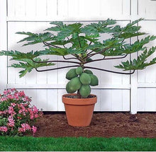 Load image into Gallery viewer, Dwarf Red Lady Papaya - Plant and Heal