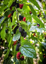 Load image into Gallery viewer, Everbearing Mulberry Bush - Plant and Heal