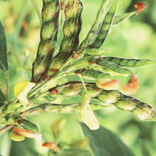 Load image into Gallery viewer, PREORDER Rainbow Pigeon Pea Plant