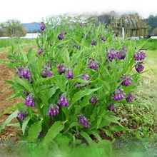 Load image into Gallery viewer, Comfrey Bocking 4 Root