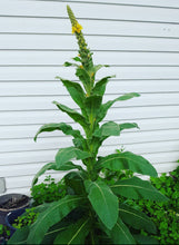 Load image into Gallery viewer, Mullein Seeds - Plant and Heal