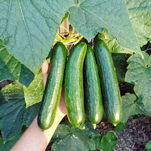 Load image into Gallery viewer, Beit Alpha Parthenocarpic Cucumber - Plant and Heal