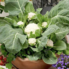 Cargar imagen en el visor de la galerÃa, Multiheading Cauliflower Seeds