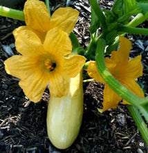 Cargar imagen en el visor de la galería, Early Prolific Straightneck Squash Heirloom Seeds - Plant and Heal
