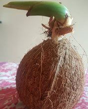 Load image into Gallery viewer, Sprouted Coconut - Plant and Heal