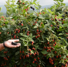 Load image into Gallery viewer, Hand holding a blackberry in front of a bush with red and black berries.