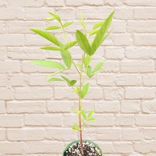 Load image into Gallery viewer, PREORDER Rainbow Pigeon Pea Plant