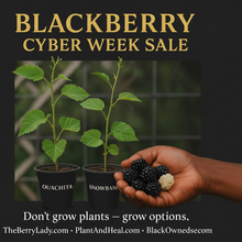Load image into Gallery viewer, Advertisement for blackberry plants with a hand holding blackberries and promotional text on a dark background.