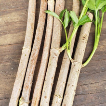 Load image into Gallery viewer, Rooted Elderberry Plants - Plant and Heal