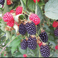 Load image into Gallery viewer, Blackberries on a branch with green leaves.