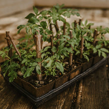 Load image into Gallery viewer, Rooted Elderberry Plants - Plant and Heal