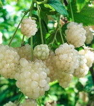 Load image into Gallery viewer, Close-up of white berries on a green plant