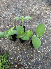 Cargar imagen en el visor de la galería, Rooted Cuban Oregano Cuttings