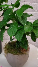 Load image into Gallery viewer, Arabian Coffee Plant - Plant and Heal