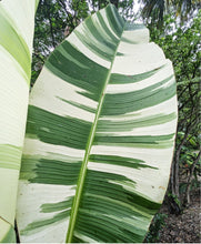 Load image into Gallery viewer, White Banana Musa ‘Florida’ Live Plant - Plant and Heal