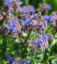 Load image into Gallery viewer, Borage Seeds
