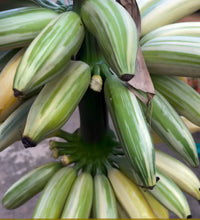 Load image into Gallery viewer, White Banana Musa ‘Florida’ Live Plant - Plant and Heal