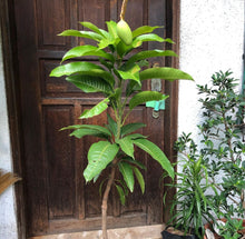 Load image into Gallery viewer, Dwarf Haden Mango Fruit Tree