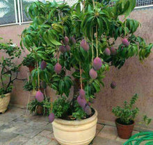 Load image into Gallery viewer, Dwarf Haden Mango Fruit Tree