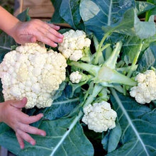 Cargar imagen en el visor de la galerÃa, Multiheading Cauliflower Seeds