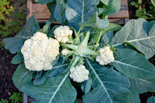Load image into Gallery viewer, Multiheading Cauliflower Seeds