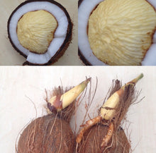 Load image into Gallery viewer, Sprouted Coconut - Plant and Heal