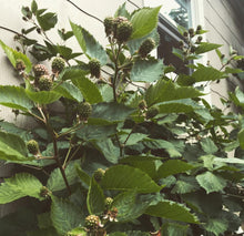 Load image into Gallery viewer, Thornless Blackberry - Plant and Heal