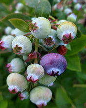 Load image into Gallery viewer, Close-up of green and purple blueberries on a branch with leaves.