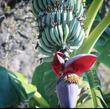 Load image into Gallery viewer, Blue Java Live Banana Plant - Plant and Heal