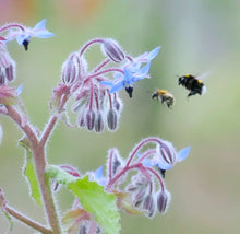 Load image into Gallery viewer, Borage Seeds