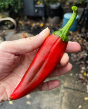 Load image into Gallery viewer, NuMex Joe E. Parker Hot (Medium) Pepper Seeds - Plant and Heal