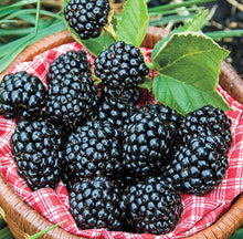 Load image into Gallery viewer, Basket of blackberries with a red checkered cloth on a natural background