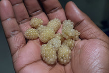Load image into Gallery viewer, Yellow berries held in a hand with a blurred background