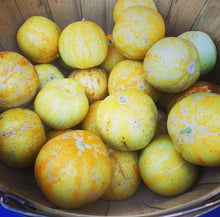 Load image into Gallery viewer, Lemon Cucumber Heirloom Cucumber Seeds - Plant and Heal
