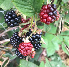 Load image into Gallery viewer, Thornless Blackberry - Plant and Heal