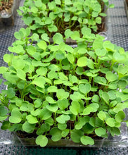 Load image into Gallery viewer, Slow Bolt Arugula Seeds - Plant and Heal